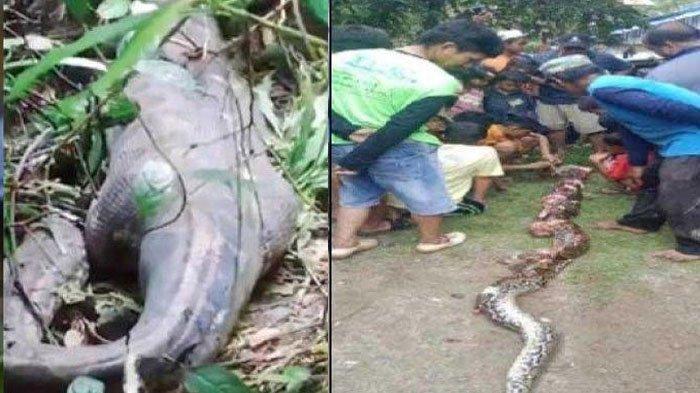 Piton Kembali Mangsa Orang di Sulawesi, Ini Penjelasan Ahli