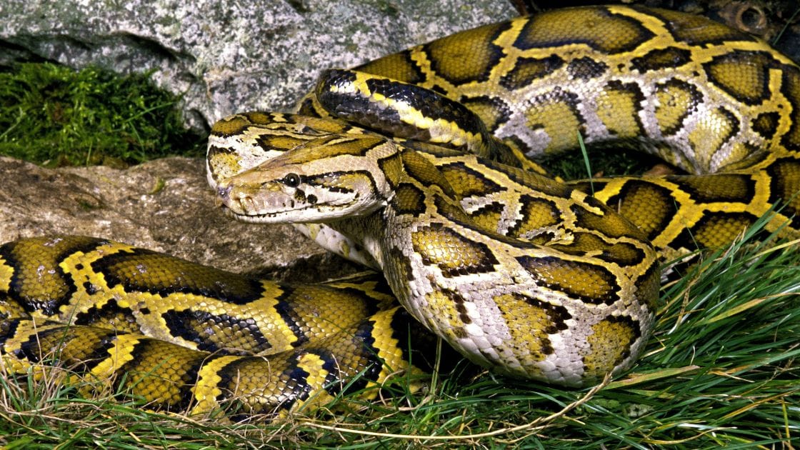 Ular Piton Burma Menguak Rahasia Pencernaan Tulang yang Luar Biasa